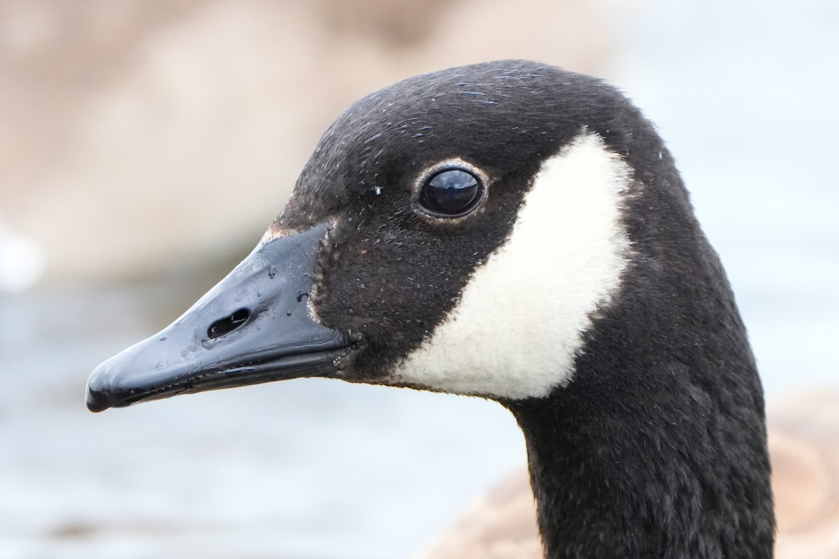 Canada Goose - Richard Warner