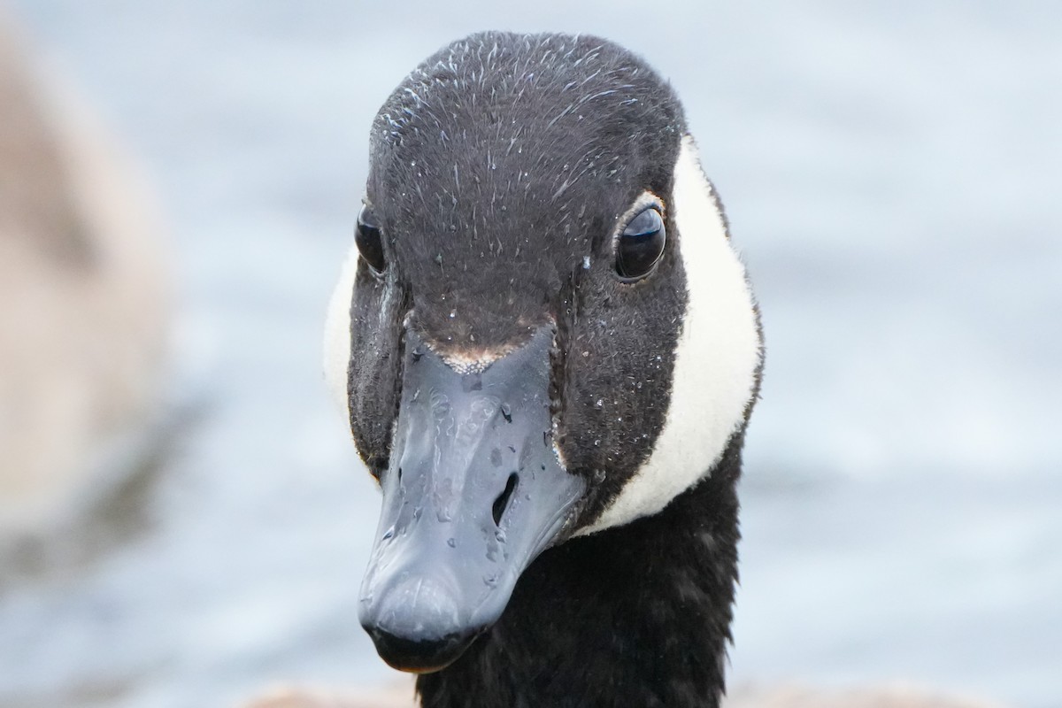 Canada Goose - ML621395988