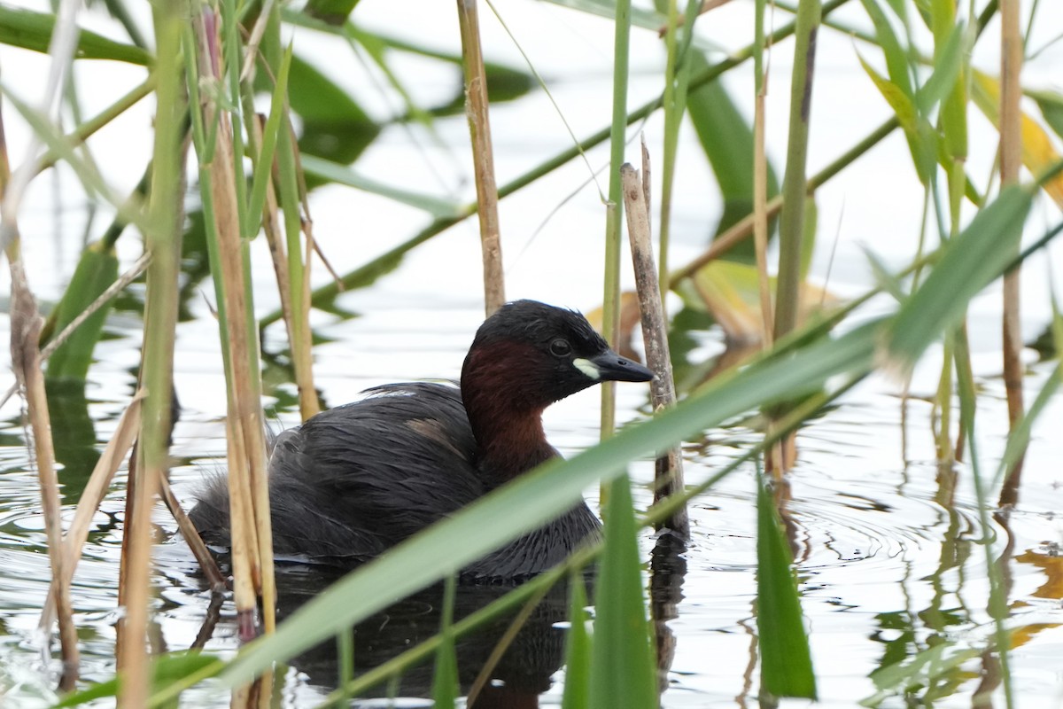 Little Grebe - ML621395989