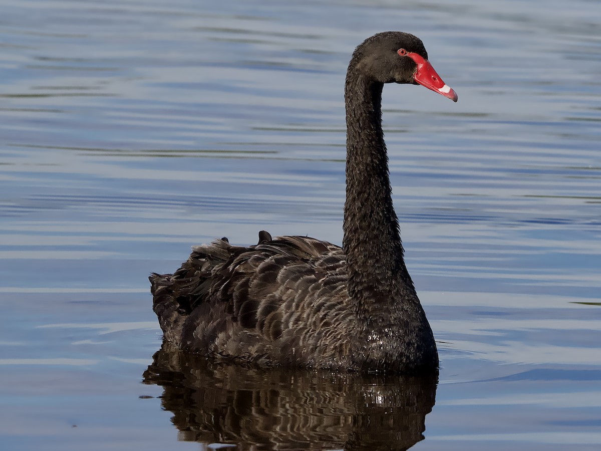 Black Swan - ML621395990
