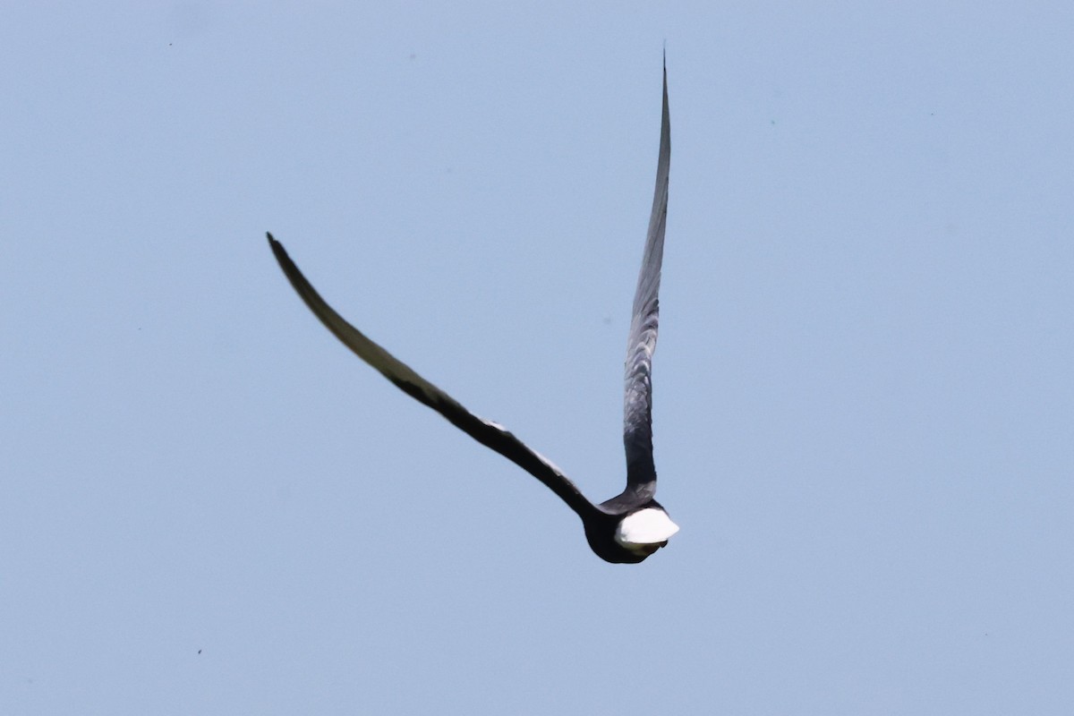 White-winged Tern - ML621396018