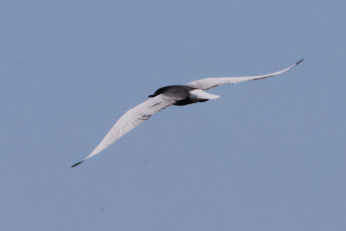 White-winged Tern - ML621396021