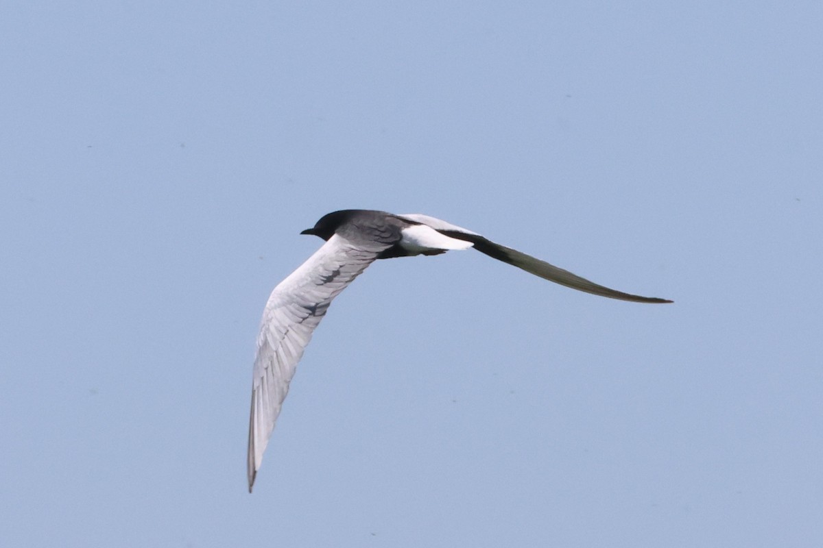 White-winged Tern - ML621396024