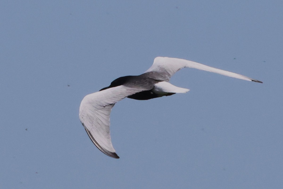 White-winged Tern - ML621396027