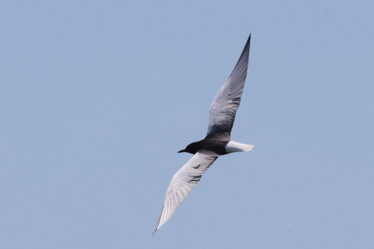 White-winged Tern - ML621396032