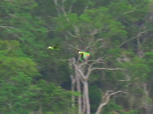 Yellow-crowned Parrot - ML621396033