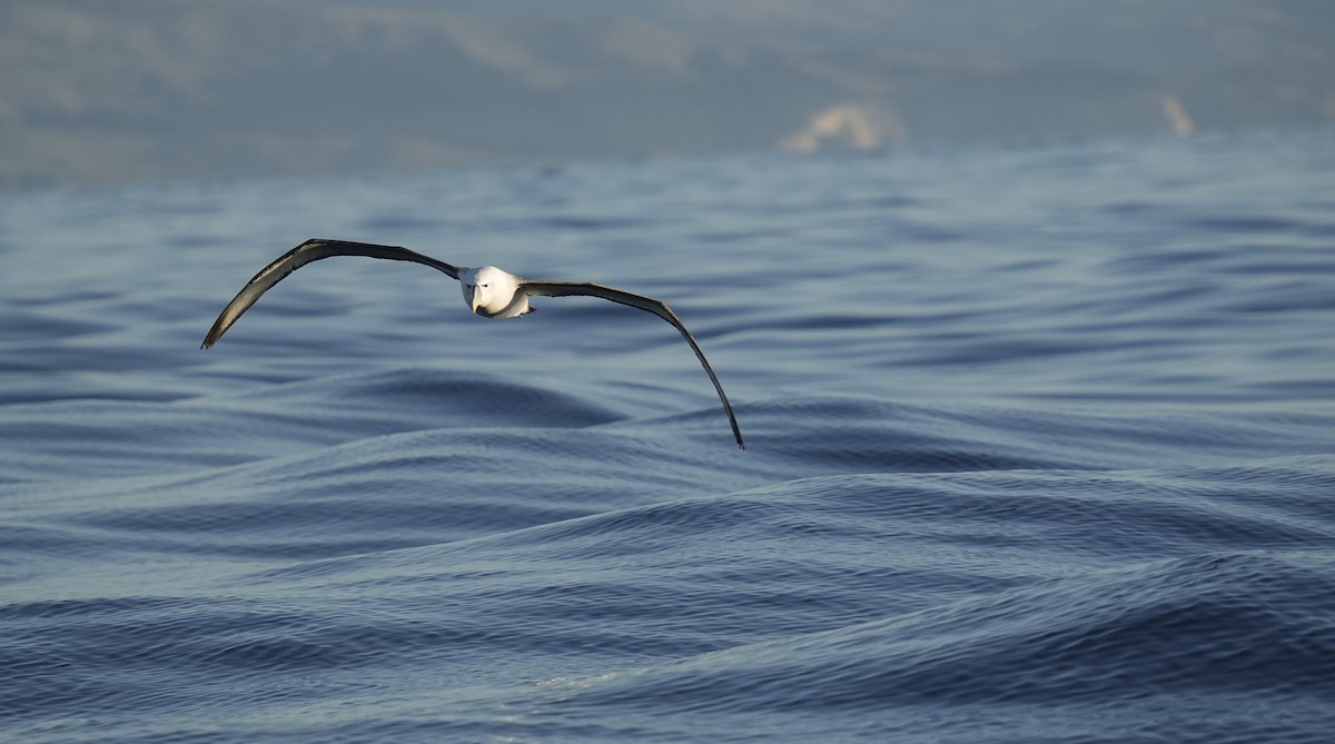 Albatros à cape blanche - ML621396038