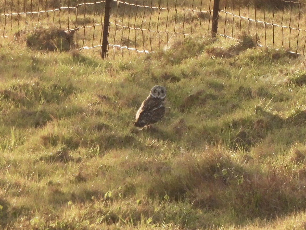 Short-eared Owl (Hawaiian) - ML621396104