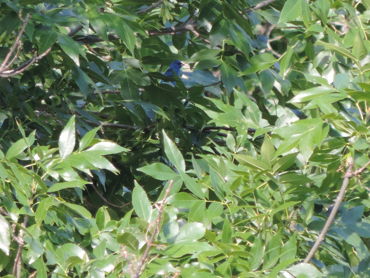 Indigo Bunting - Kitawna Hoover