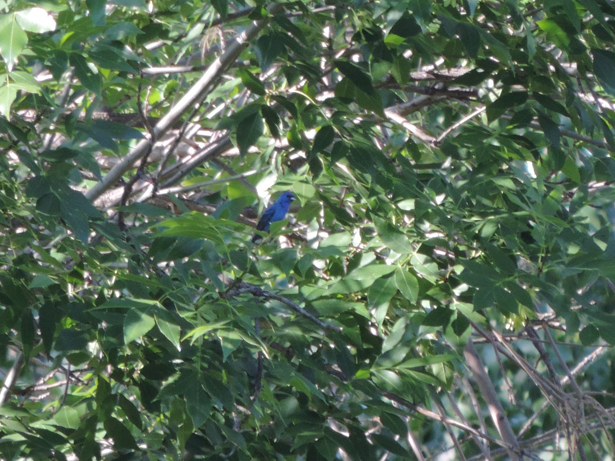 Indigo Bunting - ML621396122