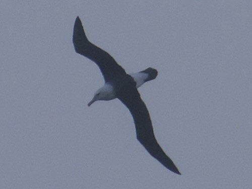 Black-browed Albatross - ML621396165