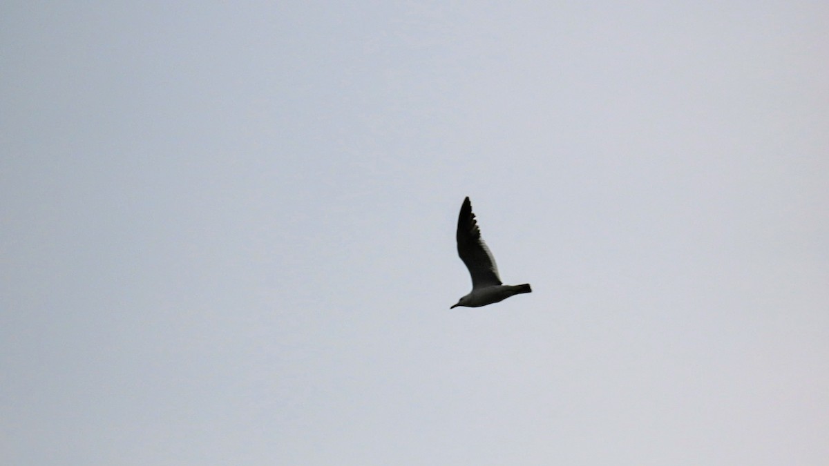 Black-tailed Gull - ML621396175