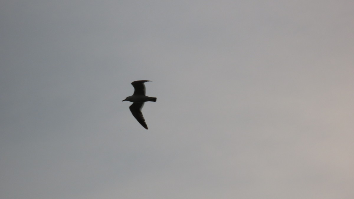 Black-tailed Gull - ML621396178