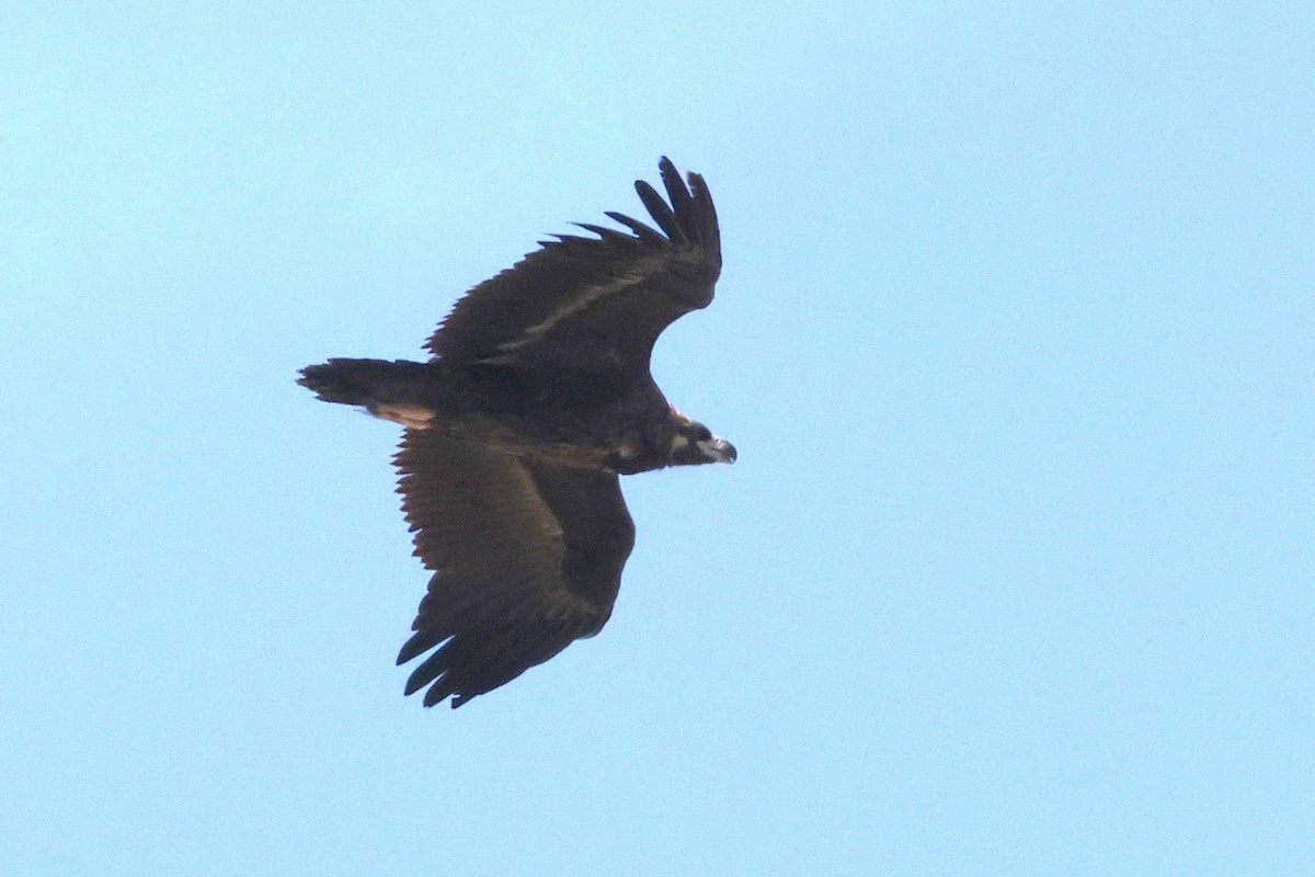 Cinereous Vulture - ML621396202