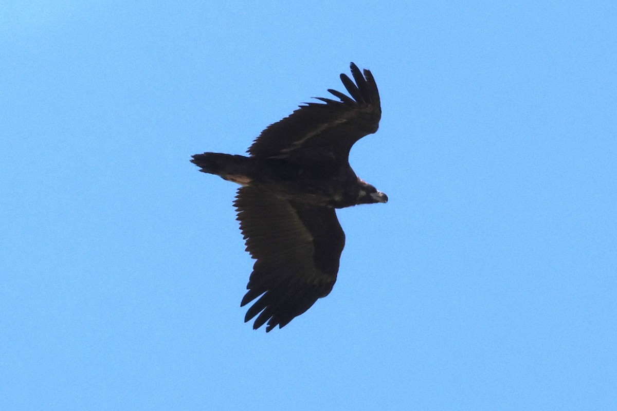 Cinereous Vulture - ML621396203
