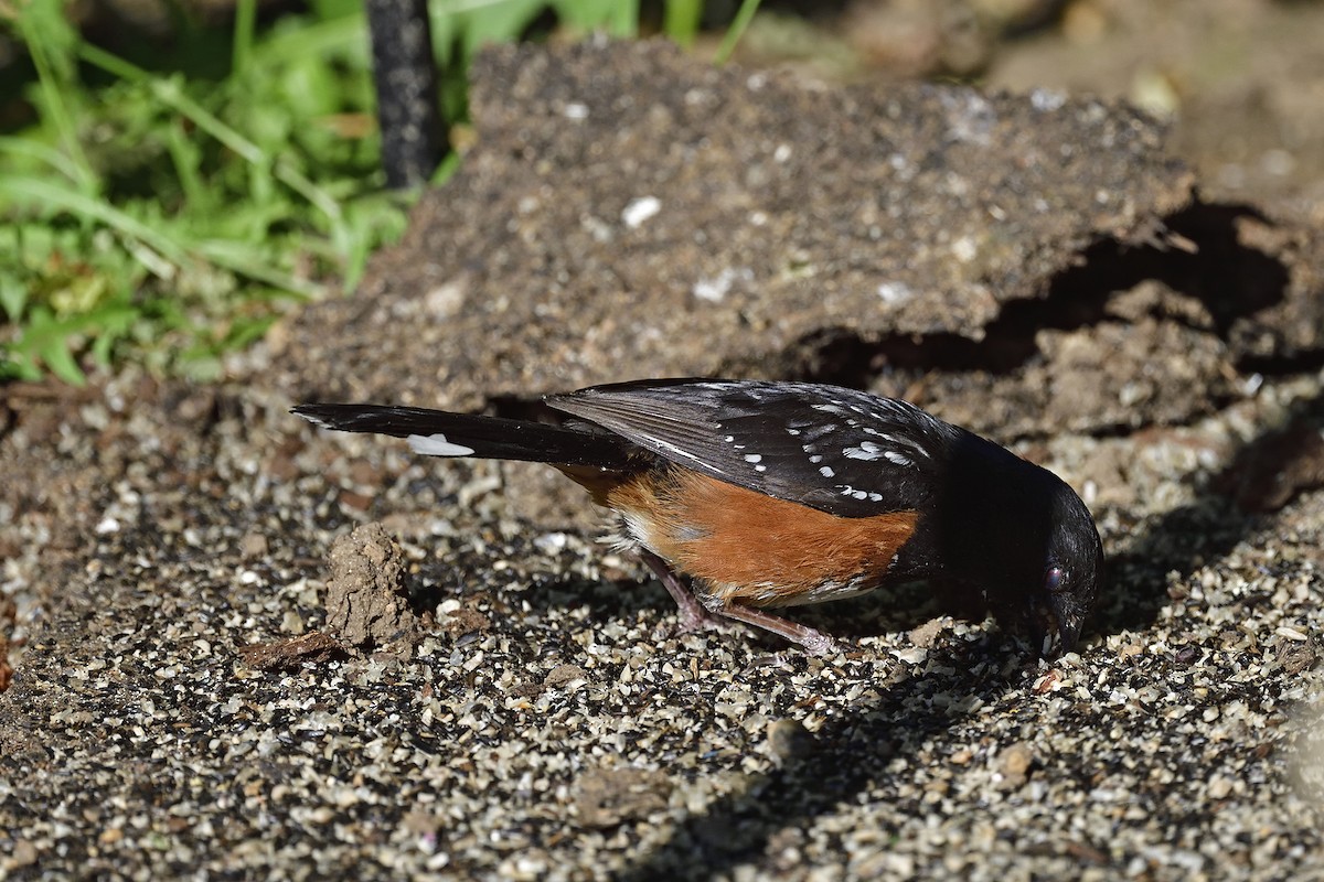 Spotted Towhee - ML621396336