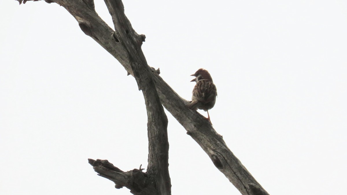 Eurasian Tree Sparrow - ML621396340