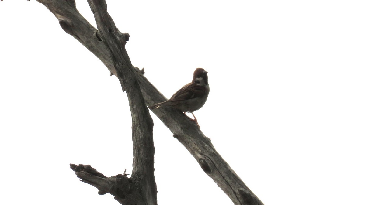 Eurasian Tree Sparrow - ML621396341