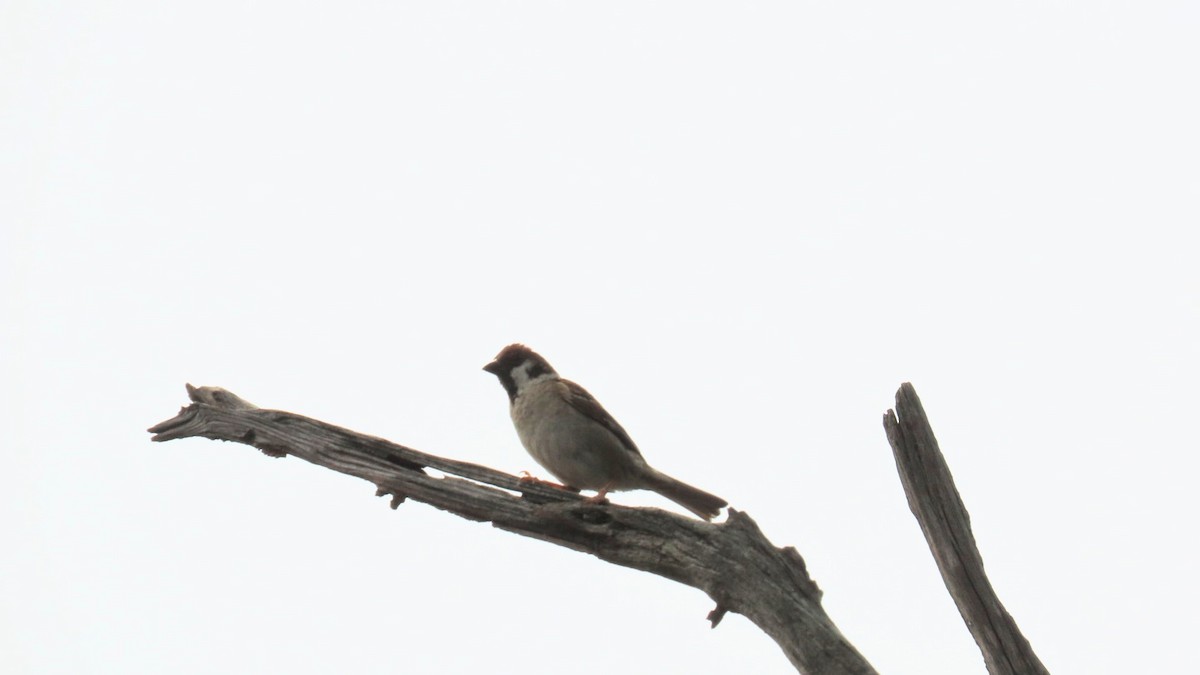 Eurasian Tree Sparrow - ML621396342