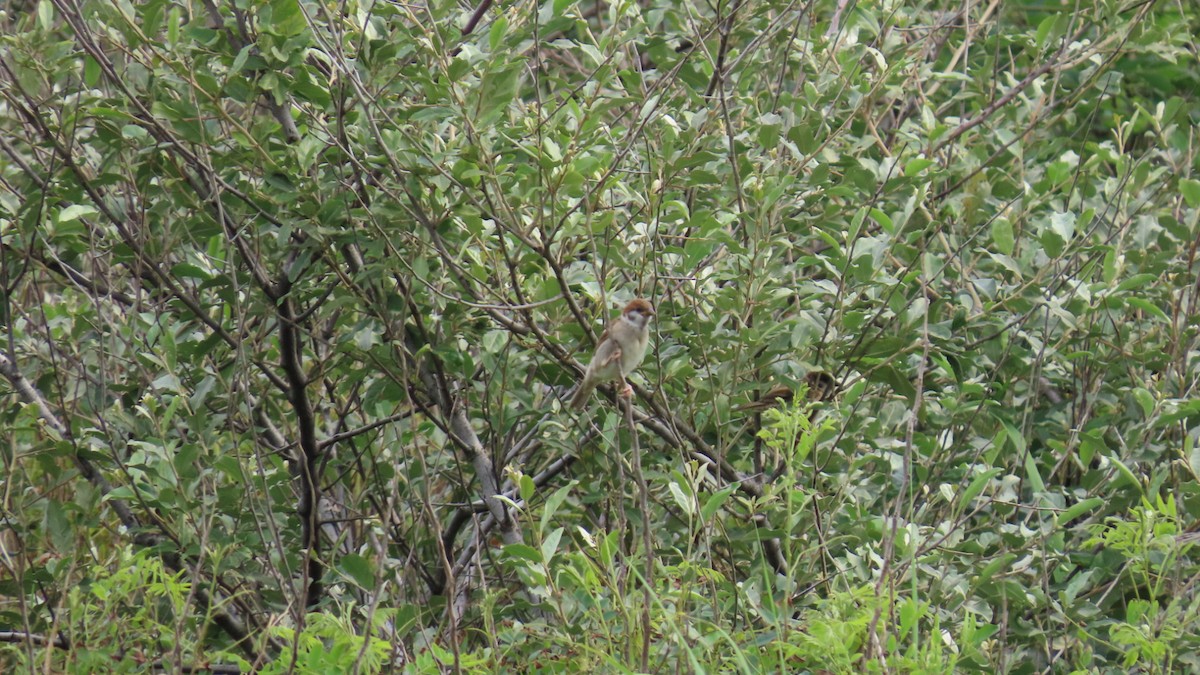 Eurasian Tree Sparrow - ML621396343