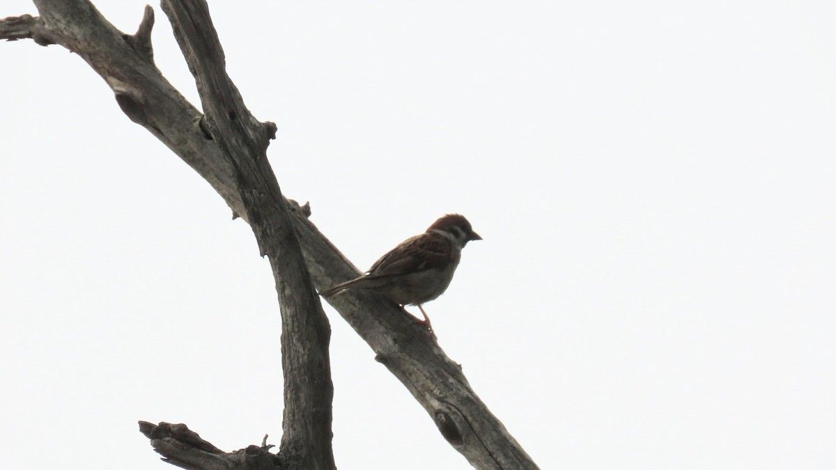 Eurasian Tree Sparrow - ML621396344