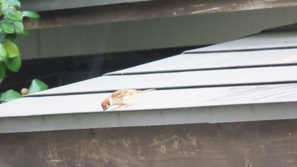 Eurasian Tree Sparrow - ML621396345