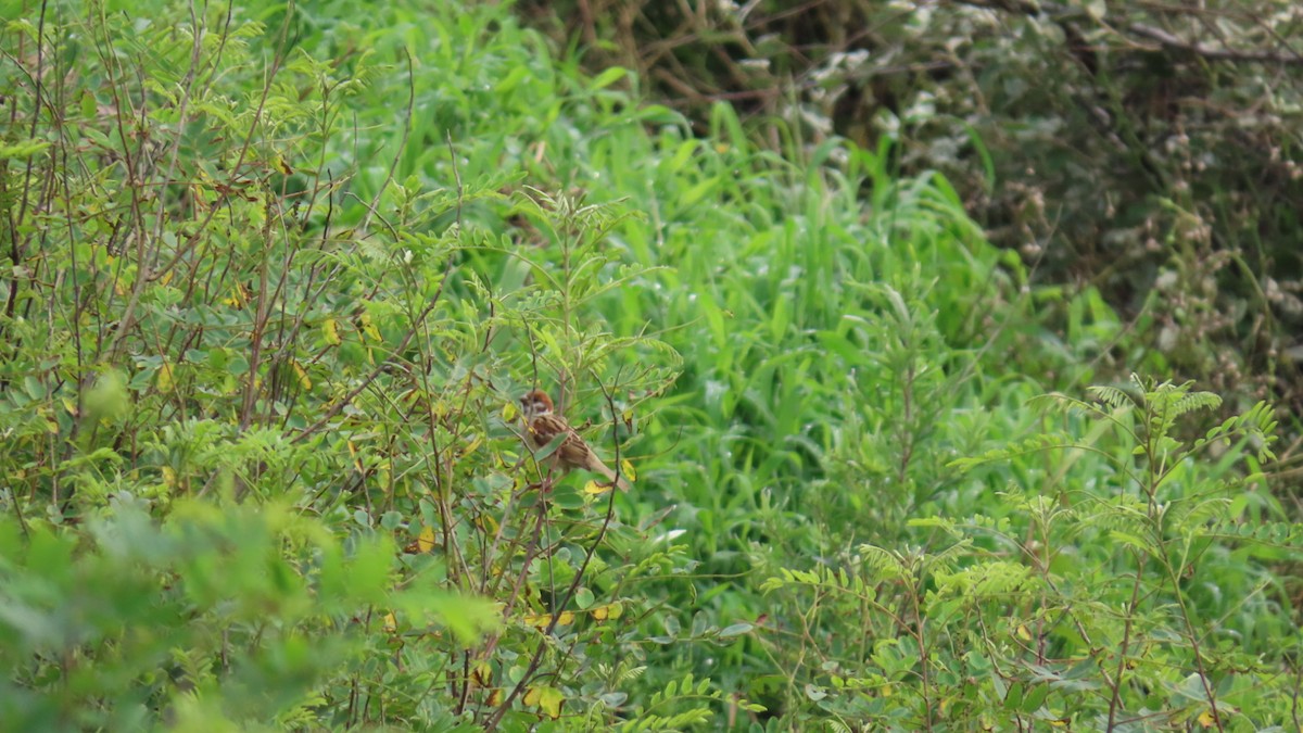 Eurasian Tree Sparrow - ML621396346