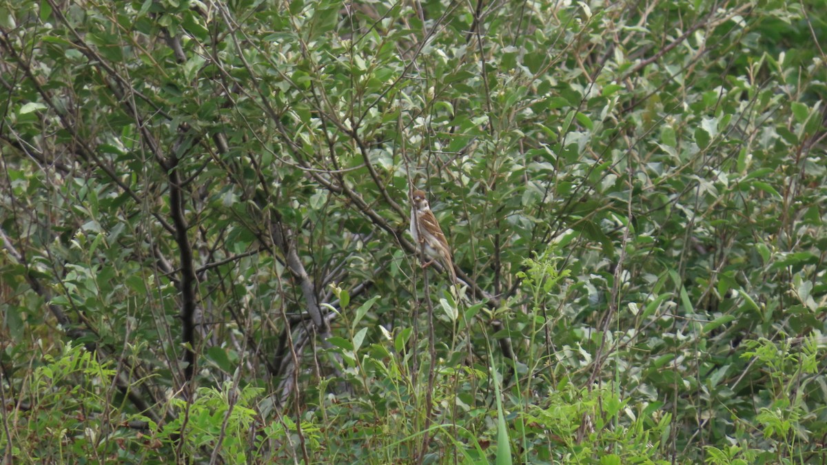 Eurasian Tree Sparrow - ML621396347