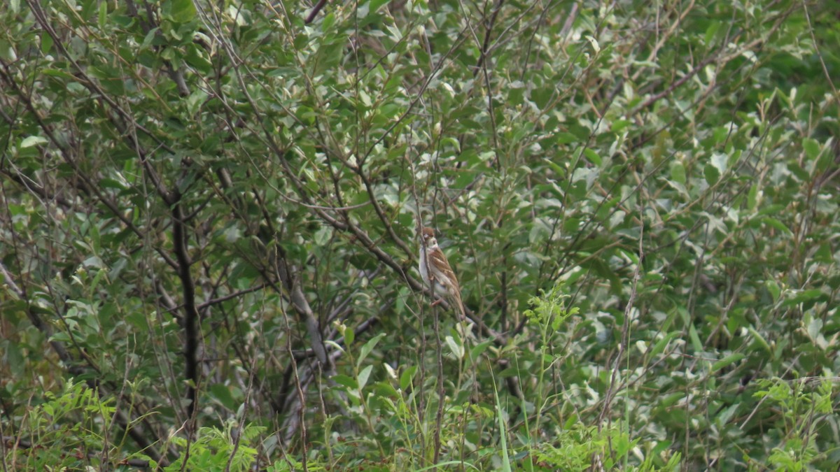 Eurasian Tree Sparrow - ML621396348