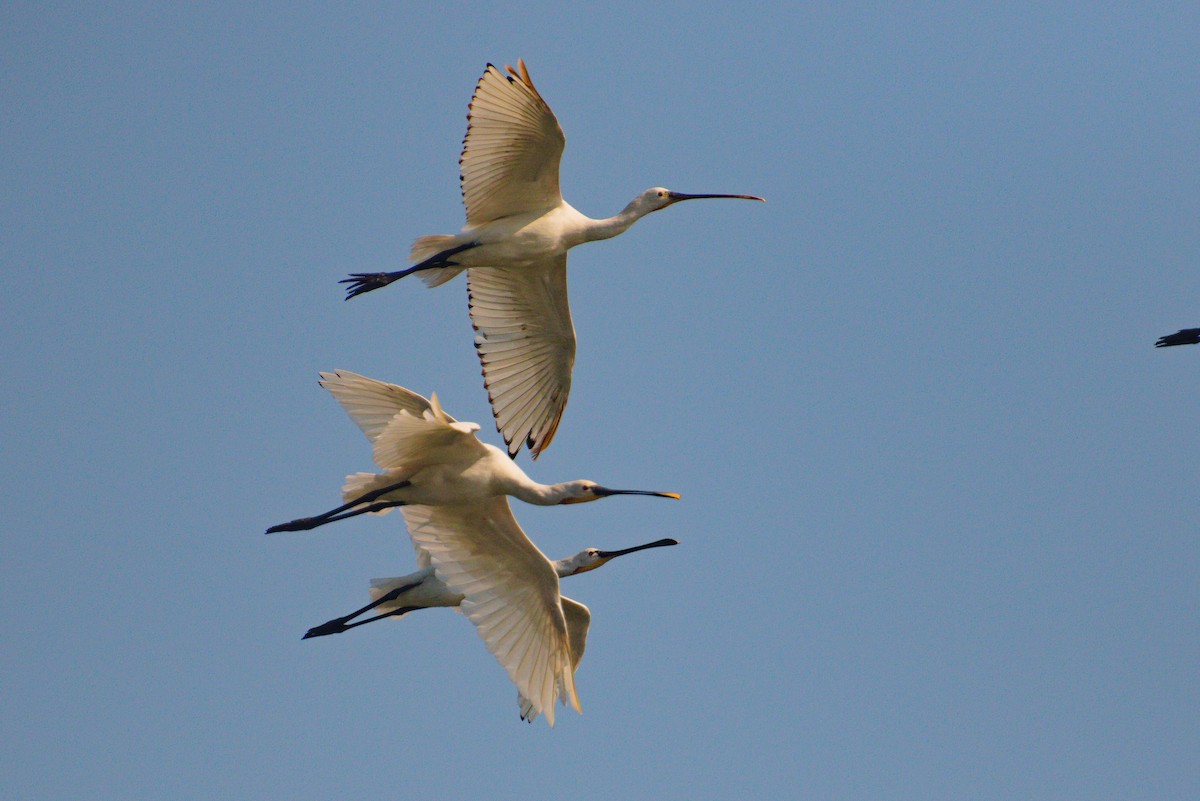 Eurasian Spoonbill - ML621396359