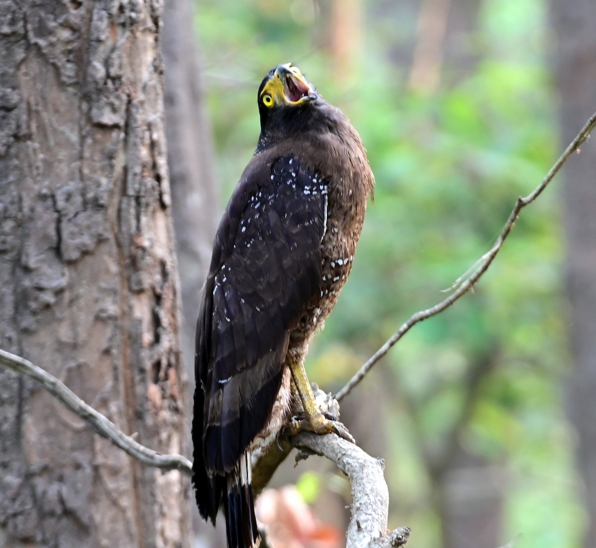 Crested Serpent-Eagle - ML621396402