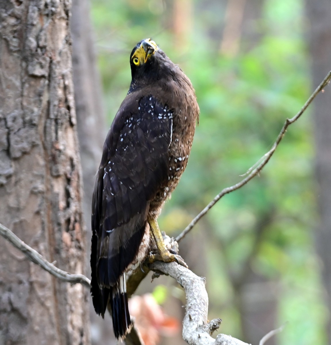 Crested Serpent-Eagle - ML621396407