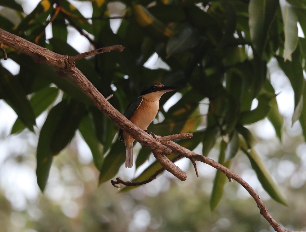 Sacred Kingfisher (Australasian) - ML621396410