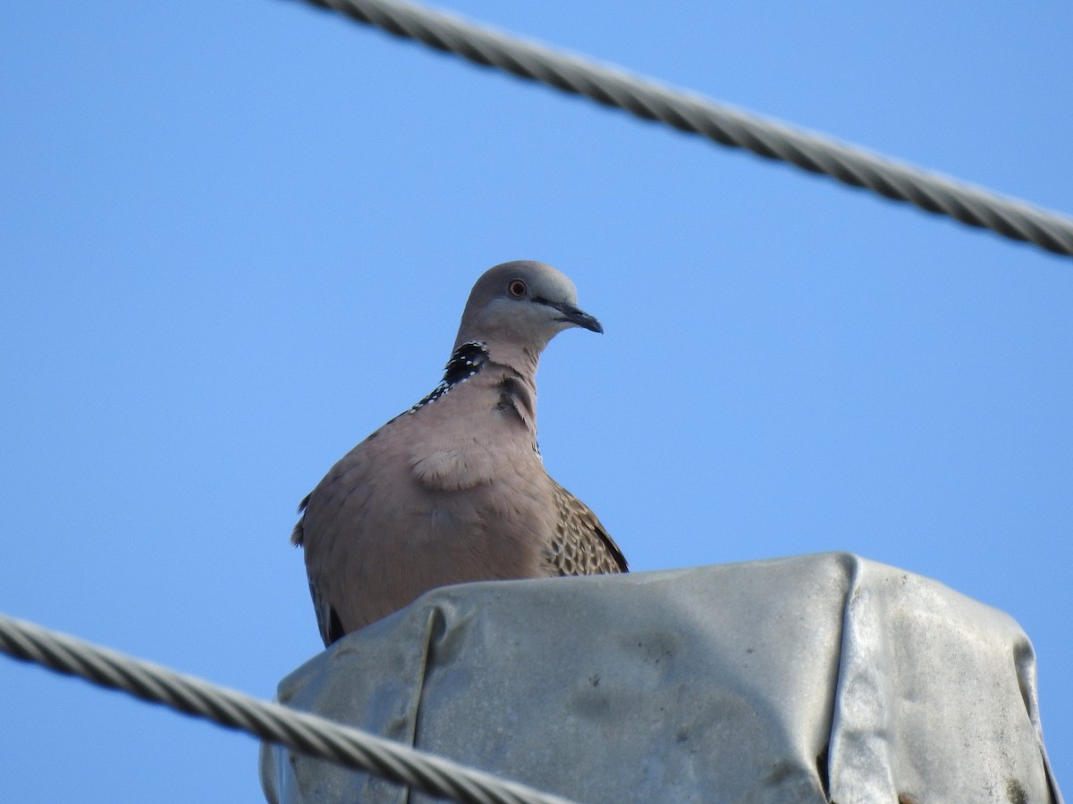 Spotted Dove - ML621396422
