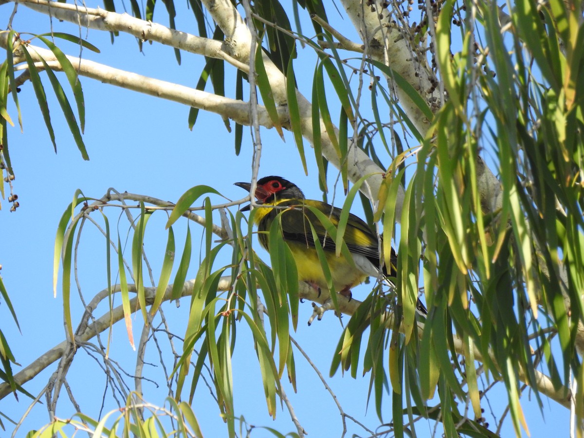 Australasian Figbird - ML621396451