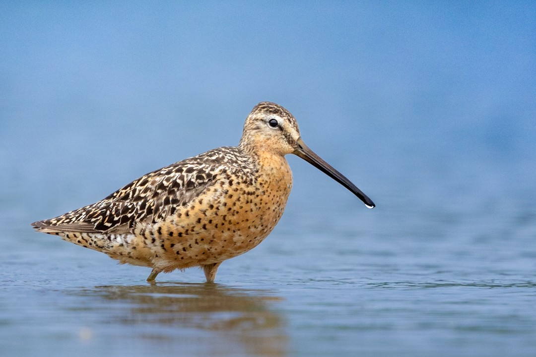 Short-billed Dowitcher - Brad Reinhardt