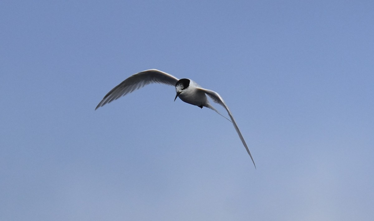 White-fronted Tern - ML621396459