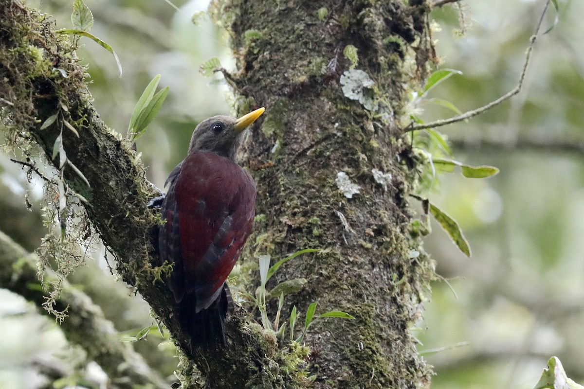 Maroon Woodpecker - ML621396466