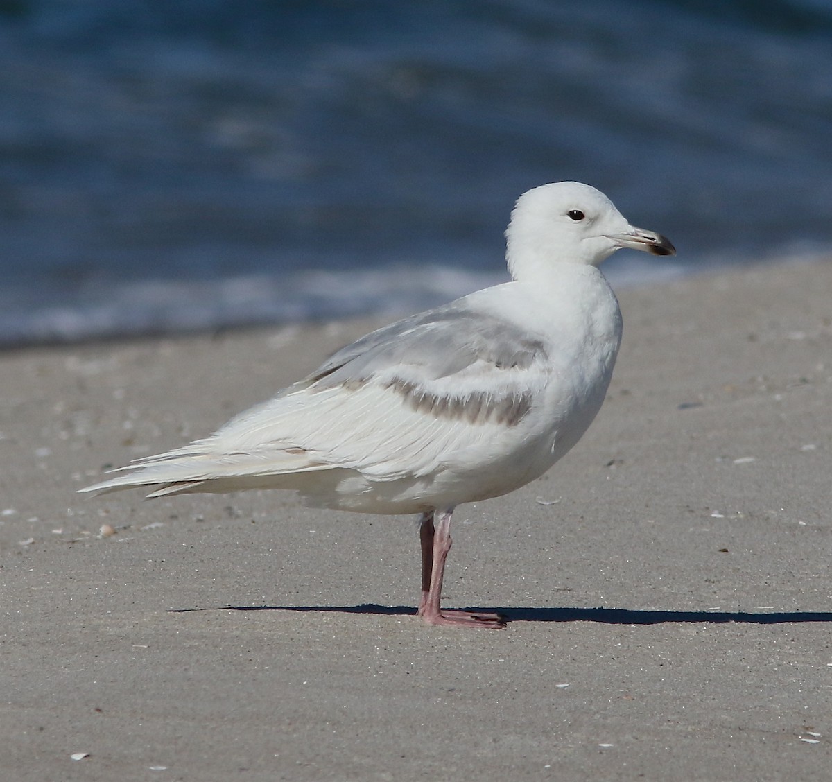 Iceland Gull (kumlieni/glaucoides) - ML62139651