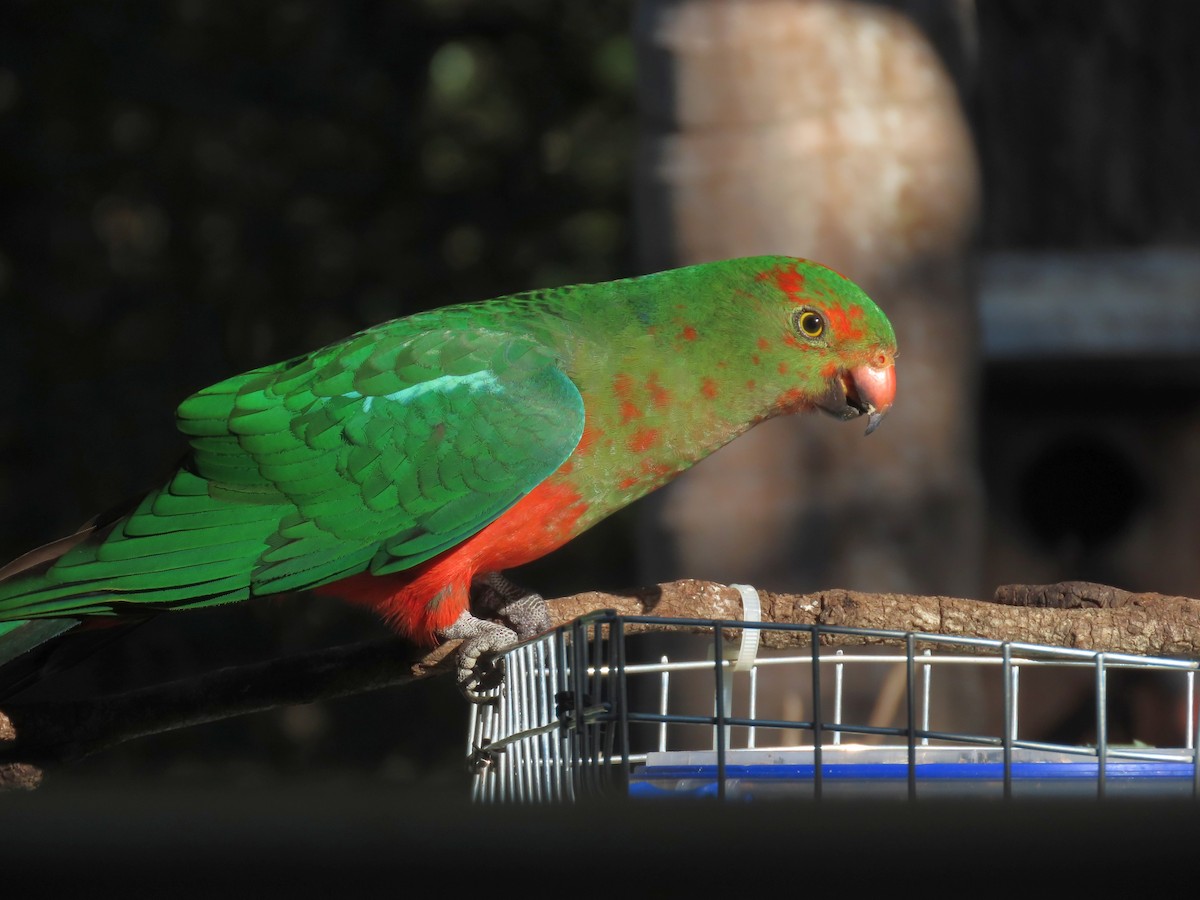 Australian King-Parrot - ML621396600