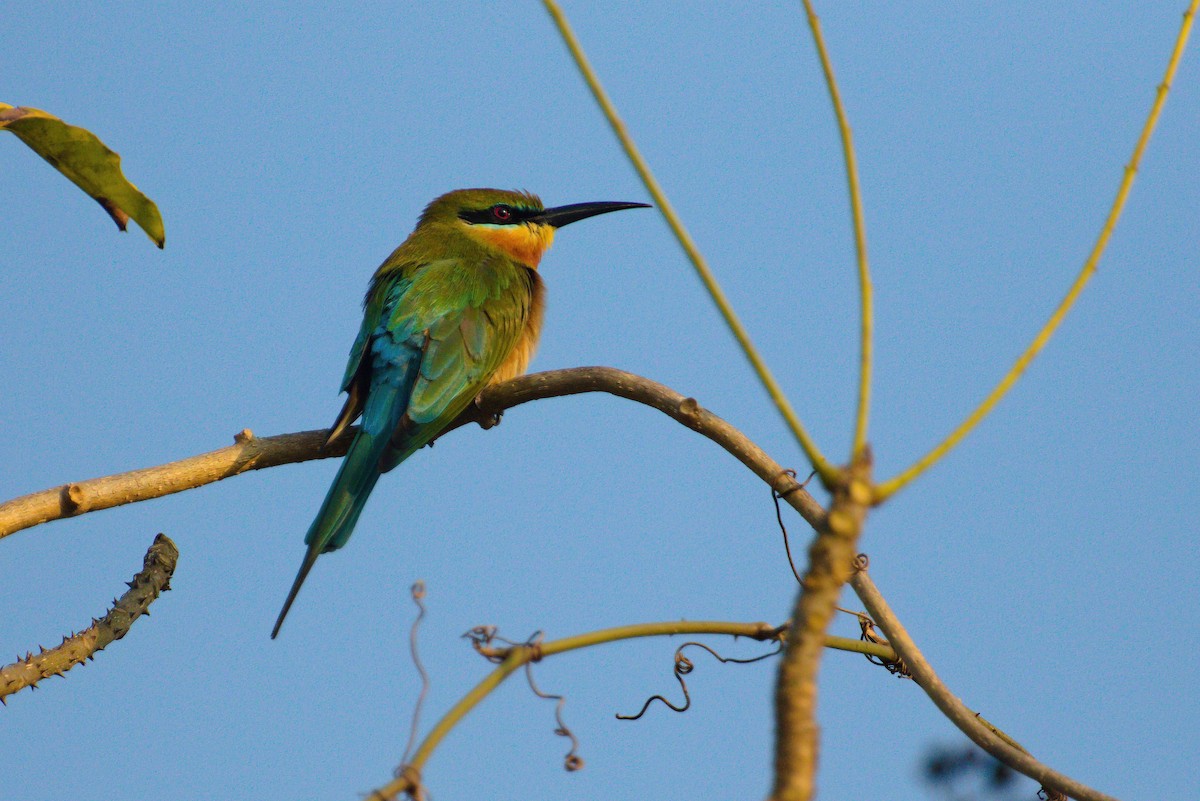 Blue-tailed Bee-eater - ML621396609