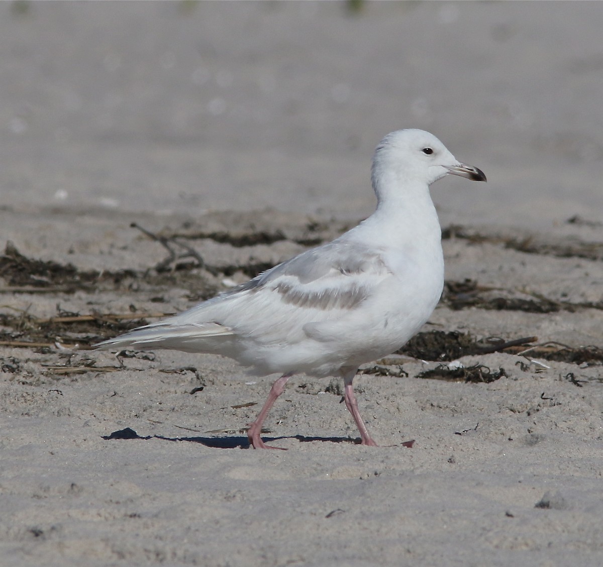 Iceland Gull (kumlieni/glaucoides) - ML62139661