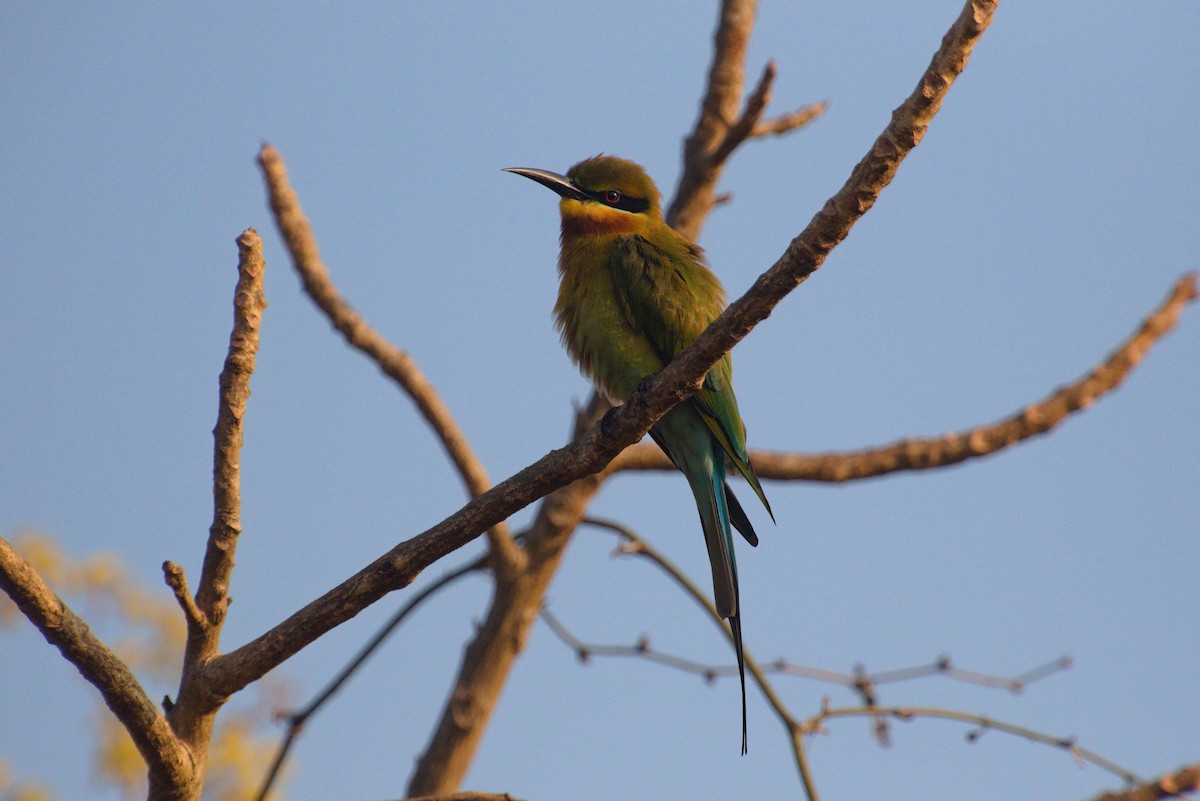 Blue-tailed Bee-eater - ML621396610
