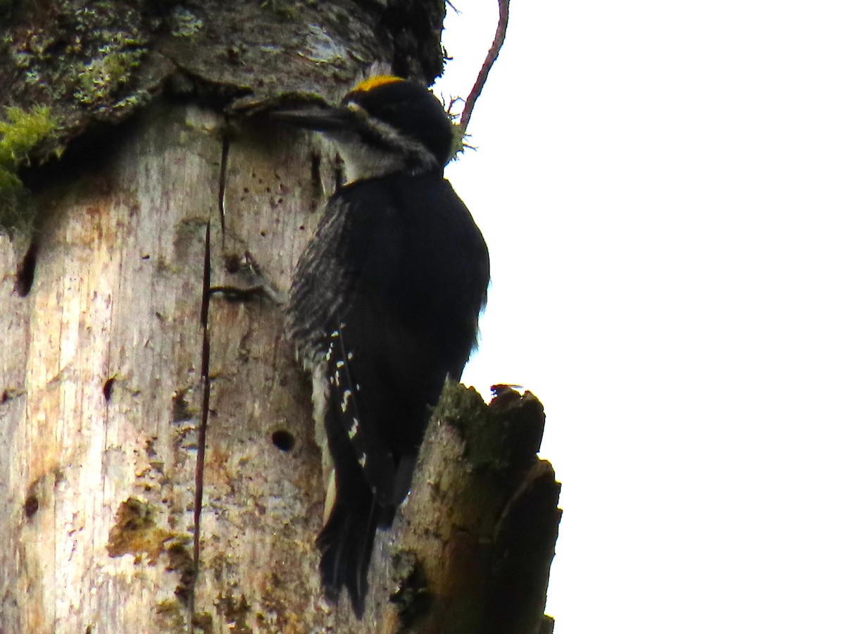 Black-backed Woodpecker - ML621396616