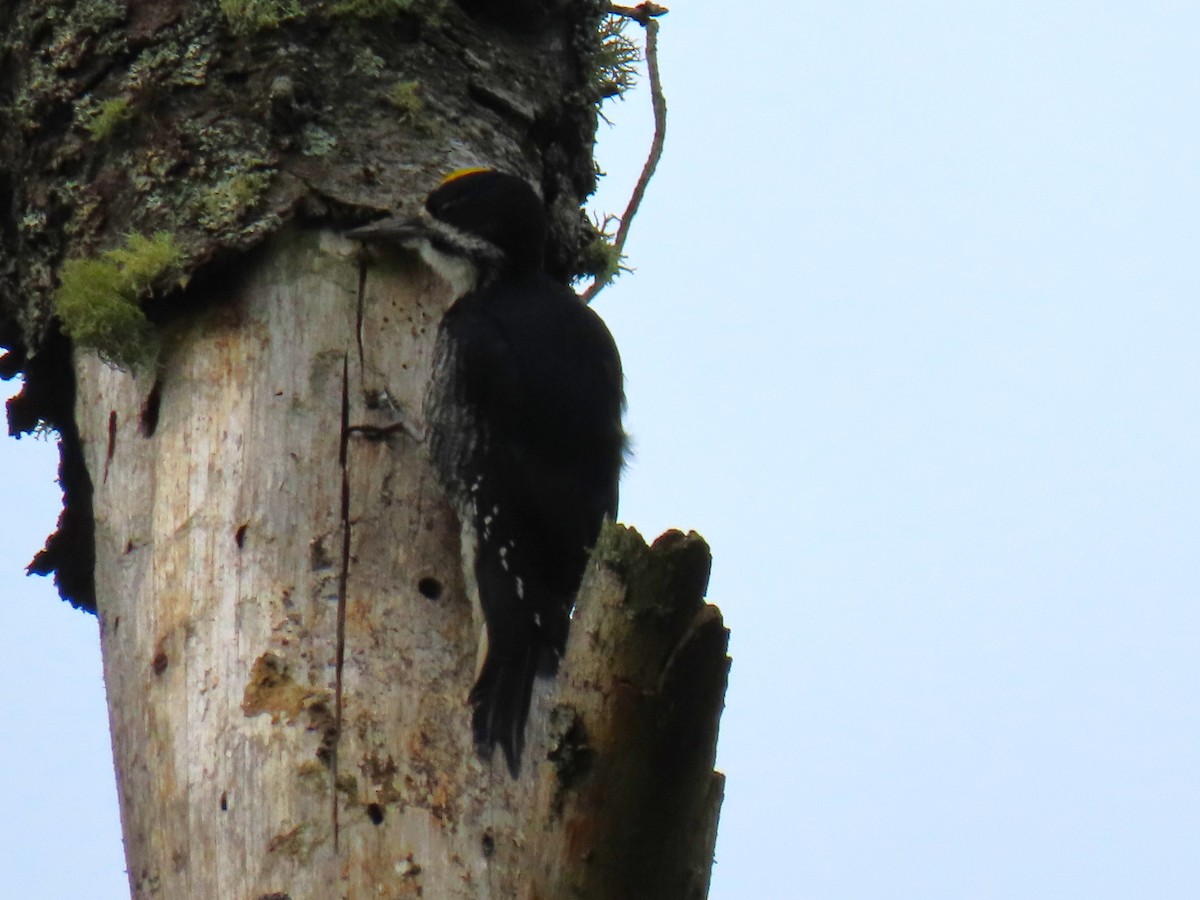Black-backed Woodpecker - ML621396618