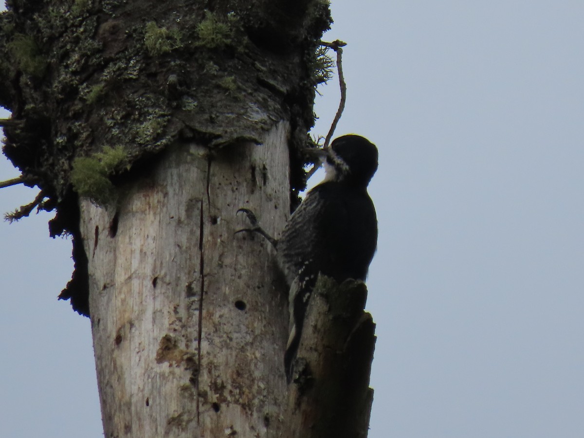 Black-backed Woodpecker - ML621396619