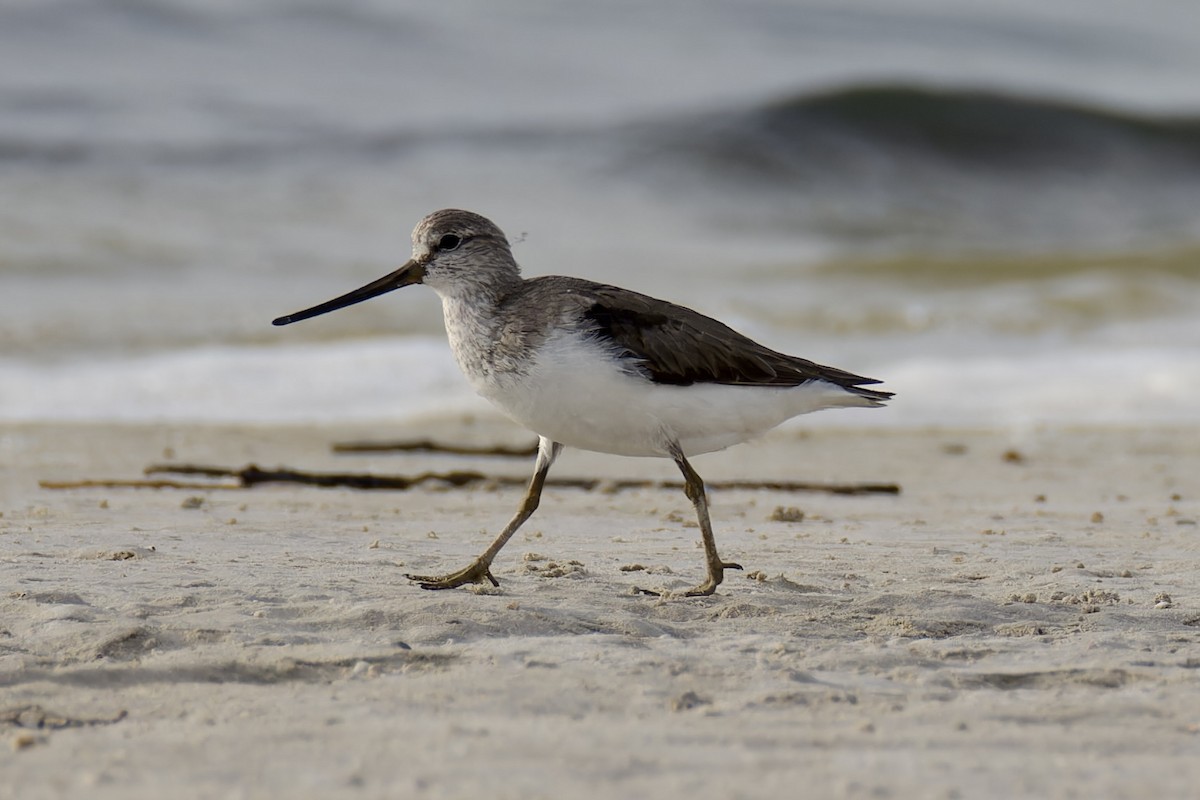 Terek Sandpiper - ML621396633