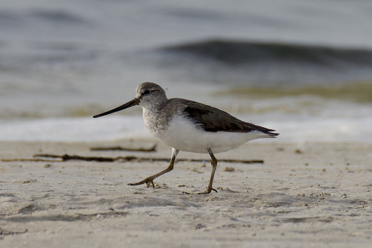 Terek Sandpiper - ML621396634