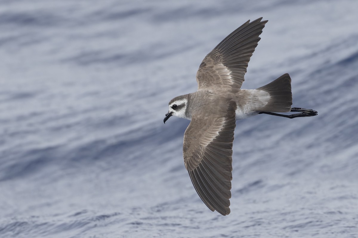 White-faced Storm-Petrel - ML621396678