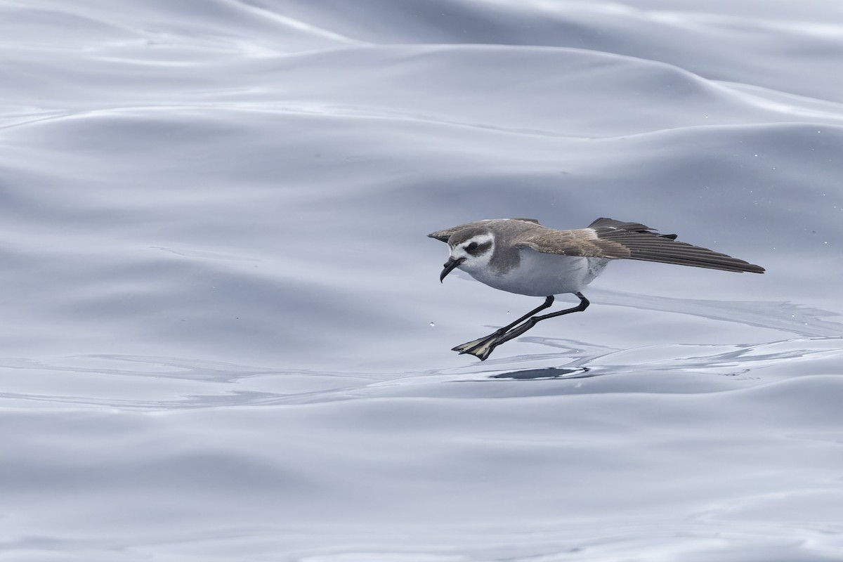 White-faced Storm-Petrel - ML621396679